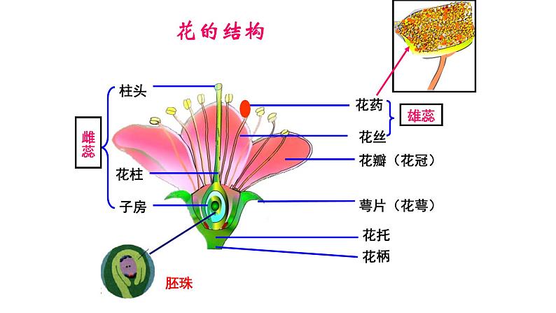 3.2.3  开花和结果 公开课-PPT课件PPT第6页