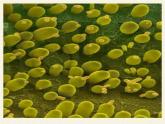 北师大版生物八年级上册 第18章 第1节 微生物在生物圈中的作用(3)（课件）