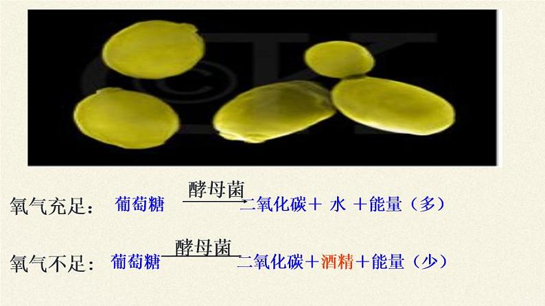 北师大版生物八年级上册 第18章 第1节 微生物在生物圈中的作用(3)（课件）第5页