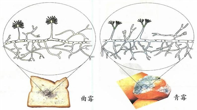 北师大版生物八年级上册 第18章 第1节 微生物在生物圈中的作用(3)（课件）第7页