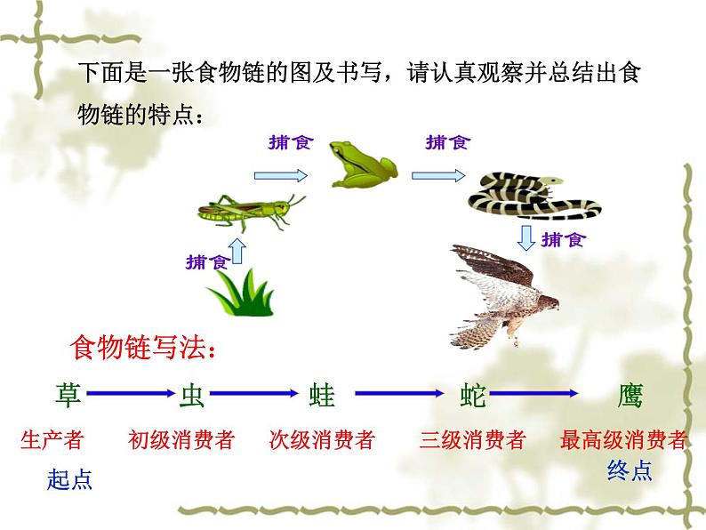 北师大版生物八年级上册 第17章 第1节 动物在生物圈中的作用（课件）08