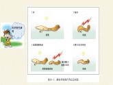 北师大版生物八年级上册 第16章 第1节 先天性行为和后天学习行为(5)（课件）