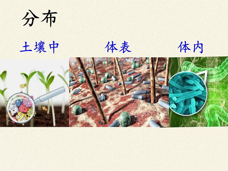 北师大版生物八年级上册 第18章 第1节 微生物在生物圈中的作用(2)（课件）07