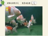 北师大版生物八年级上册 第15章 第1节 动物运动的方式(2)（课件）