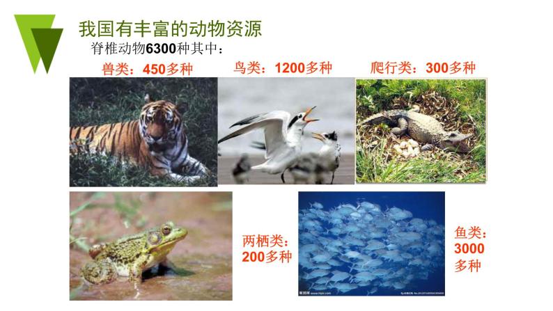北师大版生物八年级上册 第17章 第2节我国的动物资源及保护(1)（课件）05