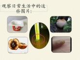 北师大版生物八年级上册 第18章 第1节 微生物在生物圈中的作用（课件）