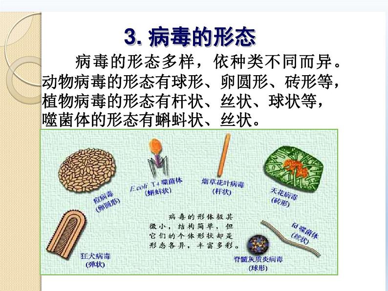 北师大版生物八年级上册 第18章 第2节 微生物与人类的关系(2)（课件）第4页