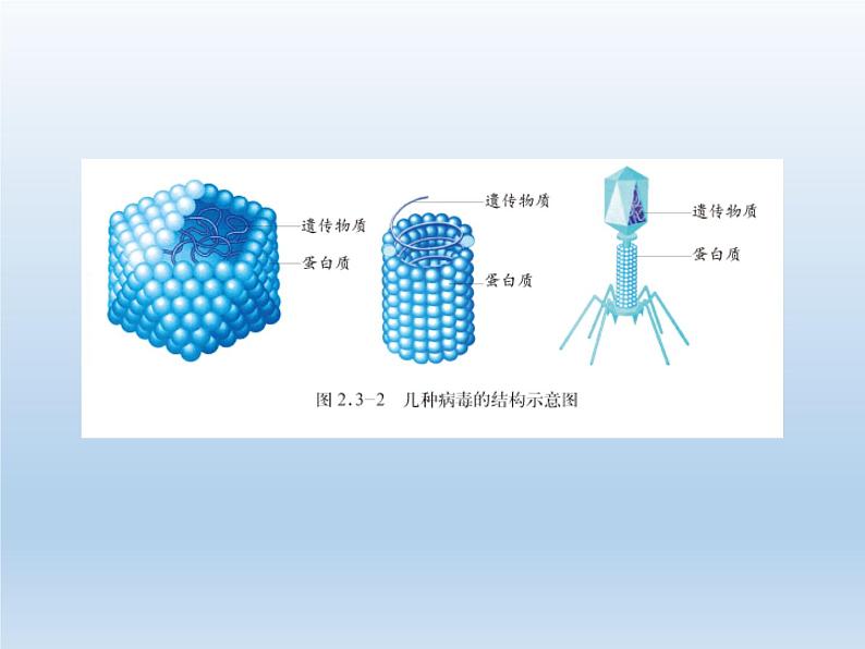 北师大版生物八年级上册 第18章 第2节 微生物与人类的关系(2)（课件）第8页