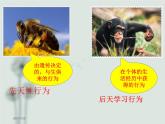 北师大版生物八年级上册 第16章 第1节《先天性行为和后天学习行为》教学（课件）