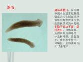 北师大版生物八年级上册 第16章 第1节《先天性行为和后天学习行为》教学（课件）