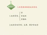 北师大版生物八年级上册 第15章 第2节 动物运动的形成（课件）