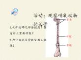 北师大版生物八年级上册 第15章 第2节 动物运动的形成（课件）