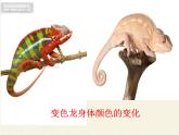 北师大版生物八年级上册 第16章 第1节 先天性行为和后天学习行为(6)（课件）