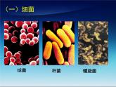 北师大版生物八年级上册 第18章 第1节微生物在生物圈中的作用_（课件）