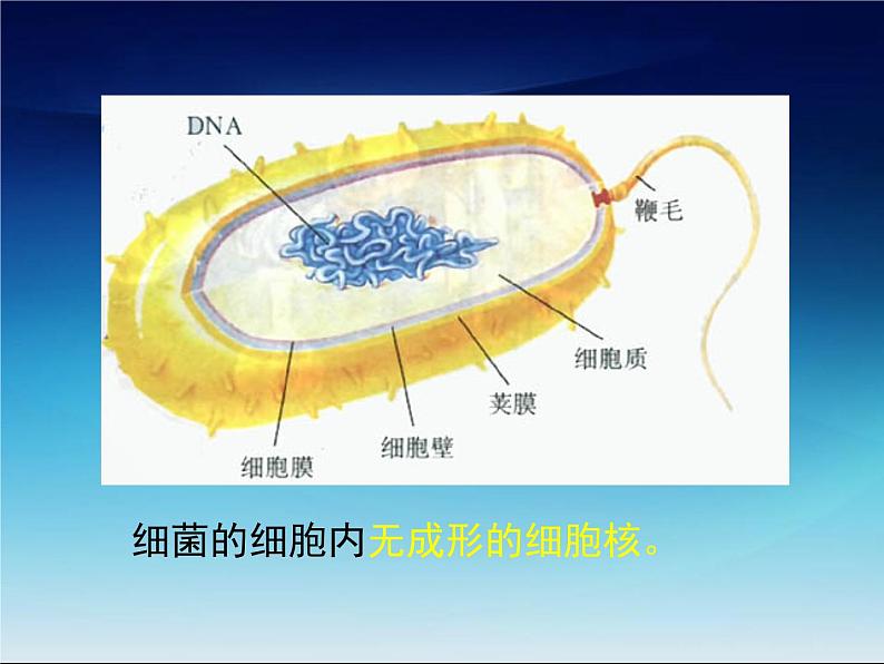 北师大版生物八年级上册 第18章 第1节微生物在生物圈中的作用_（课件）第4页