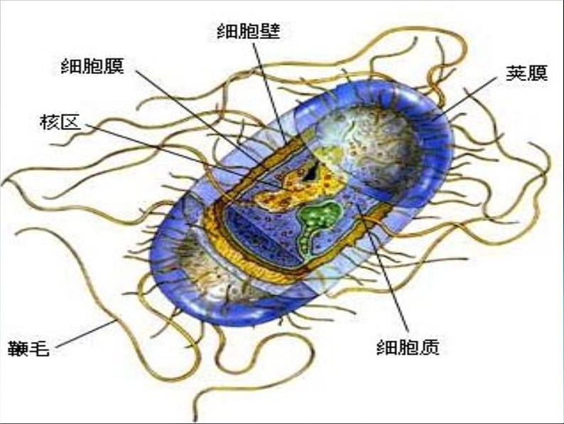 北师大版生物八年级上册 第18章 第1节微生物在生物圈中的作用_（课件）第5页