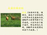 北师大版生物八年级上册 第17章 第2节 我国的动物资源及保护(3)（课件）
