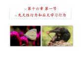 北师大版生物八年级上册 第16章 第1节 先天性行为和后天学习行为(2)（课件）
