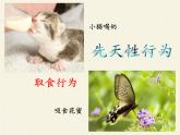 北师大版生物八年级上册 第16章 第1节 先天性行为和后天学习行为(3)（课件）