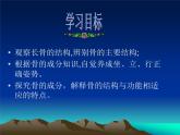 北师大版生物八年级上册 第15章 第2节 动物运动的形成_（课件）