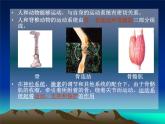 北师大版生物八年级上册 第15章 第2节 动物运动的形成_（课件）