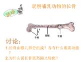 北师大版生物八年级上册 第15章 第2节 动物运动的形成_（课件）