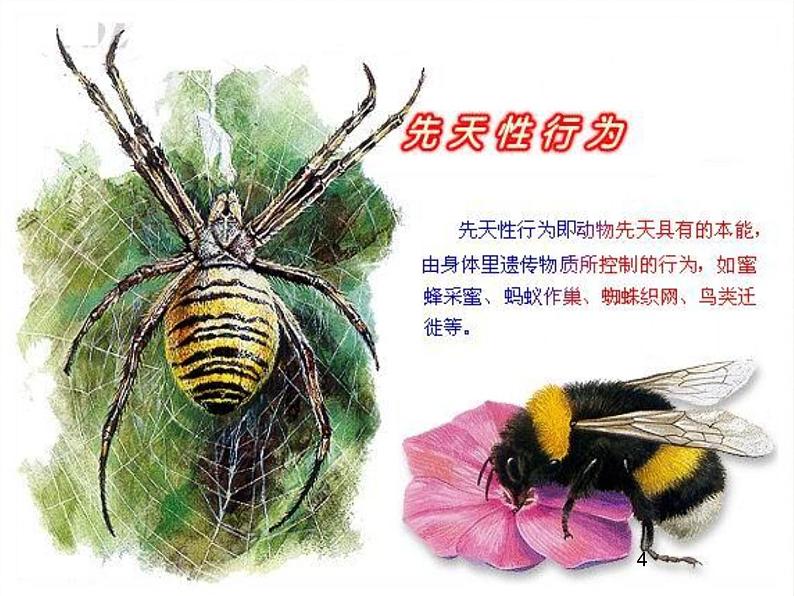 北师大版生物八年级上册 第16章 第3节 动物行为的研究（课件）第4页