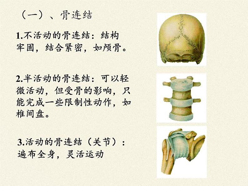 北师大版生物八年级上册 第15章 第1节 动物运动的方式(3)（课件）06