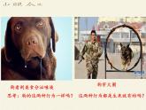 北师大版生物八年级上册 第16章 第1节 先天性行为和后天学习行为(4)（课件）