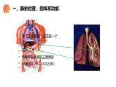 《发生在肺内的气体交换》人教版生物七年级初一下册PPT课件