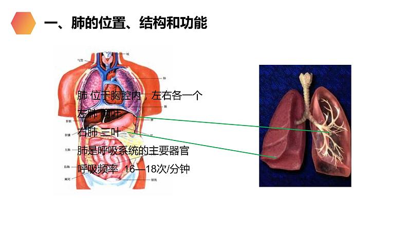 《发生在肺内的气体交换》人教版生物七年级初一下册PPT课件05