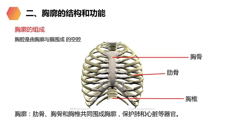 《发生在肺内的气体交换》人教版生物七年级初一下册PPT课件06