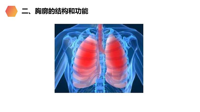 《发生在肺内的气体交换》人教版生物七年级初一下册PPT课件07