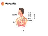 《呼吸道对空气的处理》人教版生物七年级初一下册PPT课件