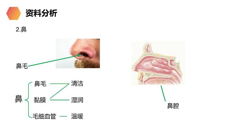 《呼吸道对空气的处理》人教版生物七年级初一下册PPT课件第7页