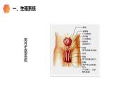 《人的生殖》人教版生物初中七年级初一下册PPT课件