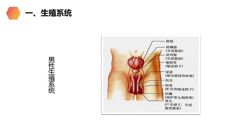 《人的生殖》人教版生物初中七年级初一下册PPT课件第4页