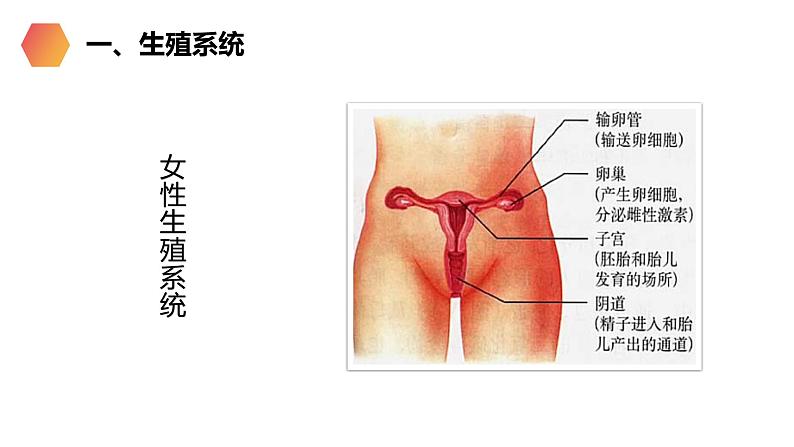 《人的生殖》人教版生物初中七年级初一下册PPT课件第6页