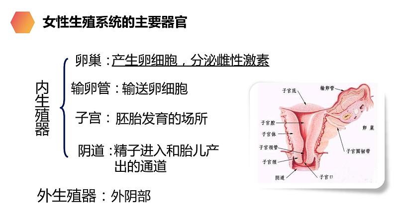 《人的生殖》人教版生物初中七年级初一下册PPT课件第7页