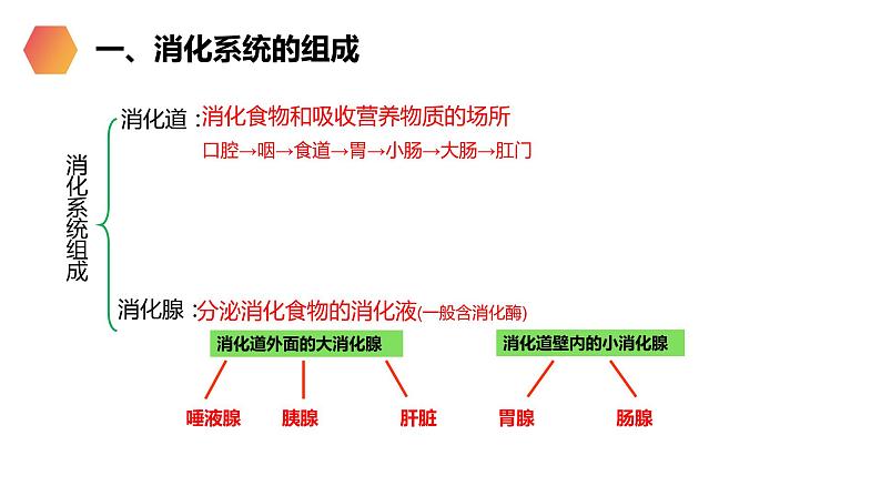 《消化和吸收》人教版生物七年级初一下册PPT课件03