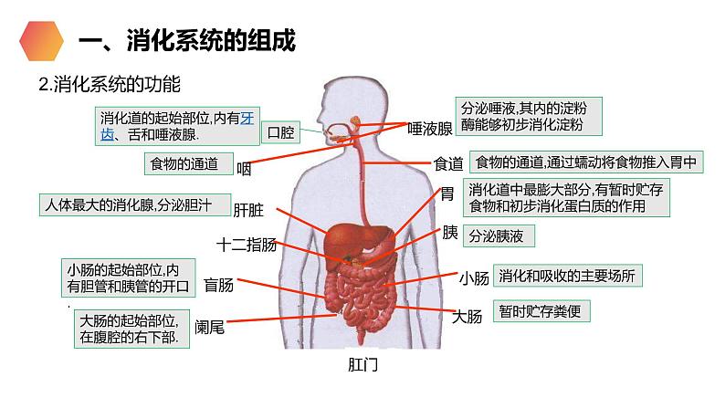 《消化和吸收》人教版生物七年级初一下册PPT课件05