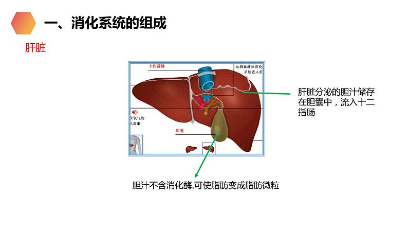 《消化和吸收》人教版生物七年级初一下册PPT课件06