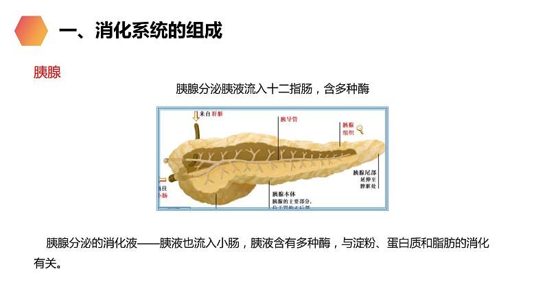 《消化和吸收》人教版生物七年级初一下册PPT课件07