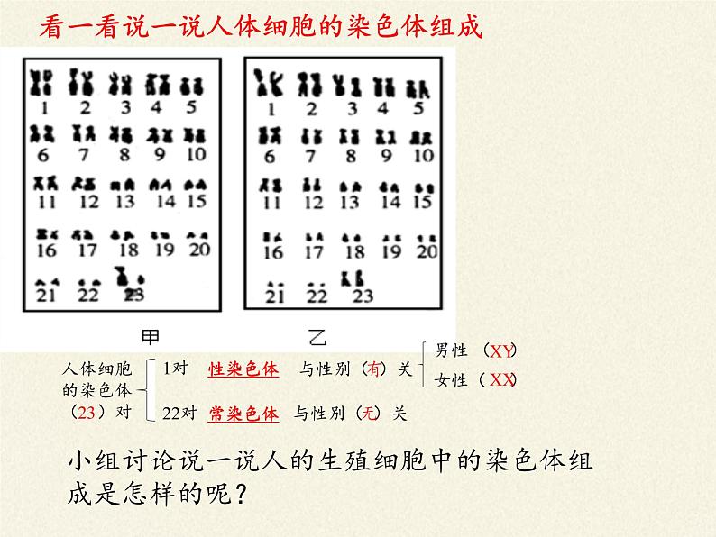 北师大版生物八年级上册 第20章 第4节 性别和性别决定（课件）第5页