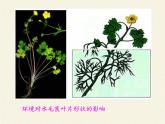 北师大版生物八年级上册 第20章 第5节 遗传与环境(7)（课件）