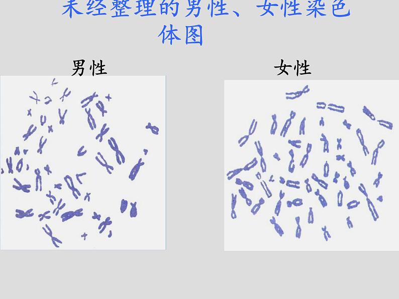 北师大版生物八年级上册 第20章 第4节 性别和性别决定(17)（课件）第3页