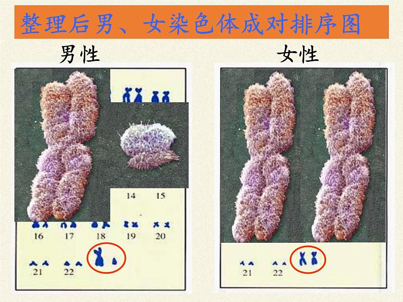 北师大版生物八年级上册 第20章 第4节 性别和性别决定(17)（课件）第4页