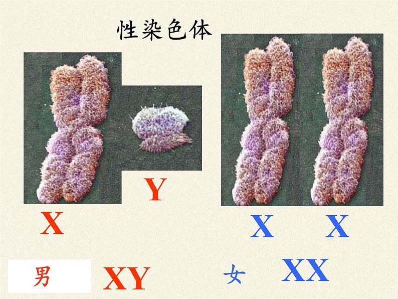 北师大版生物八年级上册 第20章 第4节 性别和性别决定(17)（课件）第5页
