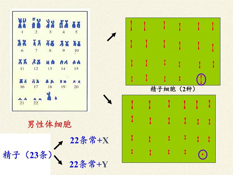 北师大版生物八年级上册 第20章 第4节 性别和性别决定(17)（课件）第7页