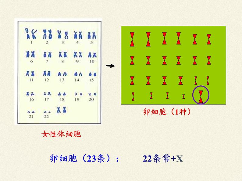 北师大版生物八年级上册 第20章 第4节 性别和性别决定(17)（课件）第8页